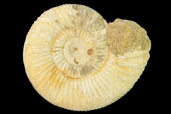 Jurassic Ammonite (Perisphinctes) Fossil - Madagascar #140411
